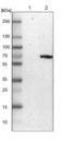 Nuclear factor 1 A-type antibody, NBP1-81406, Novus Biologicals, Western Blot image 