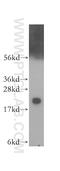 Chromobox 3 antibody, 11650-2-AP, Proteintech Group, Western Blot image 