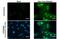 Zika Virus antibody, GTX133312, GeneTex, Immunofluorescence image 