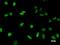 Transcription Elongation Regulator 1 antibody, LS-C342325, Lifespan Biosciences, Immunofluorescence image 
