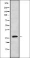 MOB Kinase Activator 2 antibody, orb337640, Biorbyt, Western Blot image 
