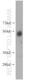 Phosphatidylserine Decarboxylase antibody, 16401-1-AP, Proteintech Group, Western Blot image 