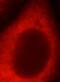 Protein argonaute-1 antibody, FNab02697, FineTest, Immunofluorescence image 