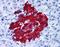 G Protein-Coupled Receptor 82 antibody, orb85037, Biorbyt, Immunohistochemistry paraffin image 