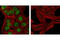 Nanog Homeobox antibody, 4893S, Cell Signaling Technology, Immunofluorescence image 