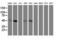 Serpin Family E Member 2 antibody, LS-C173926, Lifespan Biosciences, Western Blot image 