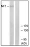 Neurofibromin 1 antibody, AP31762PU-N, Origene, Western Blot image 