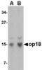 OP18 antibody, MBS150853, MyBioSource, Western Blot image 