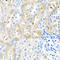 Gonadotropin Releasing Hormone 2 antibody, A06501, Boster Biological Technology, Immunohistochemistry paraffin image 