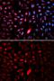 T-Complex 1 antibody, GTX16399, GeneTex, Immunofluorescence image 