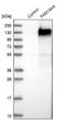 Family With Sequence Similarity 184 Member A antibody, NBP1-86741, Novus Biologicals, Western Blot image 