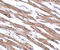 N(Alpha)-Acetyltransferase 35, NatC Auxiliary Subunit antibody, A12206, Boster Biological Technology, Immunohistochemistry frozen image 