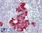Platelet Derived Growth Factor Subunit B antibody, LS-B4182, Lifespan Biosciences, Immunohistochemistry frozen image 