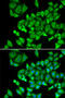 Dehydrogenase/Reductase 9 antibody, 22-128, ProSci, Immunofluorescence image 