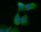 Epithelial Cell Adhesion Molecule antibody, FNab02799, FineTest, Immunofluorescence image 