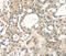 Ras Related GTP Binding A antibody, MBS2521820, MyBioSource, Immunohistochemistry frozen image 