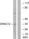 Olfactory Receptor Family 4 Subfamily C Member 12 antibody, GTX87586, GeneTex, Western Blot image 
