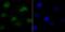 Serine And Arginine Rich Splicing Factor 1 antibody, NBP2-75663, Novus Biologicals, Immunofluorescence image 
