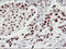 Ubiquitin carboxyl-terminal hydrolase 7 antibody, LS-C173418, Lifespan Biosciences, Immunohistochemistry frozen image 