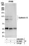 Cadherin 13 antibody, A304-967A, Bethyl Labs, Immunoprecipitation image 