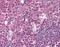 NTAL antibody, orb87723, Biorbyt, Immunohistochemistry paraffin image 