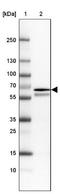 Ral Guanine Nucleotide Dissociation Stimulator Like 3 antibody, NBP1-92327, Novus Biologicals, Western Blot image 