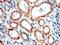 Cytosolic Iron-Sulfur Assembly Component 3 antibody, 20209-1-AP, Proteintech Group, Immunohistochemistry frozen image 