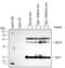 CML-Carboxymethyl-Lysine antibody, MAB3247, R&D Systems, Western Blot image 