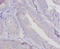 Ro antibody, A53444-100, Epigentek, Immunohistochemistry paraffin image 
