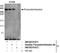 Pericentrin-B antibody, NB100-61071, Novus Biologicals, Immunoprecipitation image 