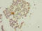 Dynein Axonemal Light Chain 4 antibody, A62422-100, Epigentek, Immunohistochemistry paraffin image 
