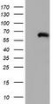 Coronin 1B antibody, TA501573, Origene, Western Blot image 