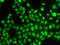 Thioredoxin Like 4B antibody, LS-C346383, Lifespan Biosciences, Immunofluorescence image 