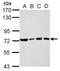 Ubiquilin-4 antibody, NBP2-20793, Novus Biologicals, Western Blot image 