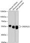 Cysteine Rich Secretory Protein LCCL Domain Containing 2 antibody, GTX66180, GeneTex, Western Blot image 