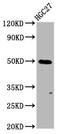 Gasdermin A antibody, CSB-PA850415LA01HU, Cusabio, Western Blot image 
