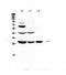Vegi antibody, A02402-1, Boster Biological Technology, Western Blot image 