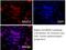 Pnr antibody, 14246-1-AP, Proteintech Group, Immunofluorescence image 