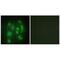 Heterogeneous nuclear ribonucleoprotein Q antibody, PA5-49767, Invitrogen Antibodies, Immunofluorescence image 