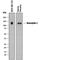 NRP antibody, AF3870, R&D Systems, Western Blot image 
