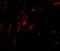 Cell Division Cycle Associated 8 antibody, NBP1-77330, Novus Biologicals, Immunofluorescence image 