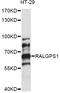Ral GEF With PH Domain And SH3 Binding Motif 1 antibody, LS-C749812, Lifespan Biosciences, Western Blot image 