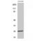 Retrotransposon Gag Like 6 antibody, LS-C384331, Lifespan Biosciences, Western Blot image 
