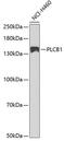 Phospholipase C Beta 1 antibody, GTX54594, GeneTex, Western Blot image 