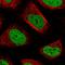 Small Nuclear Ribonucleoprotein U5 Subunit 200 antibody, HPA029321, Atlas Antibodies, Immunofluorescence image 