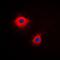 Keratin 7 antibody, orb214164, Biorbyt, Immunofluorescence image 