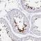 Testis Expressed 44 antibody, NBP2-49226, Novus Biologicals, Immunohistochemistry frozen image 