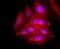 Perilipin 2 antibody, A04328, Boster Biological Technology, Immunocytochemistry image 