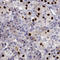 T-Box 19 antibody, HPA072686, Atlas Antibodies, Immunohistochemistry frozen image 