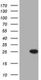 PRELI Domain Containing 1 antibody, CF810978, Origene, Western Blot image 